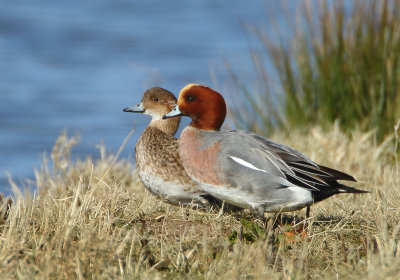 Eurasian Wigeon - Anas penelope (Smient)