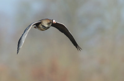 Greater White-fronted Goose - Anser albifrons (Kolgans)