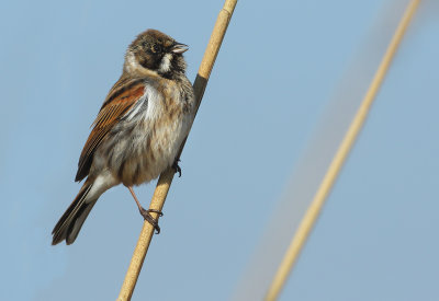 Reed Bunting - Emberiza schoeniclus (Rietgors) 