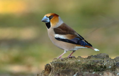 Hawfinch - Coccothraustes coccothraustes (Appelvink)