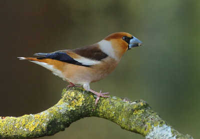 Hawfinch - Coccothraustes coccothraustes (Appelvink)
