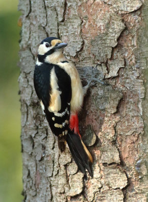 Great Spotted Woodpecker - Dendrocopos major (Grote Bonte Specht)