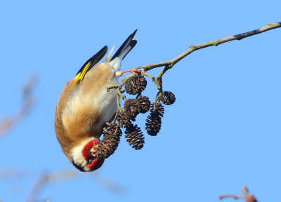 European Goldfinch - Carduelis carduelis carduelis (Putter)