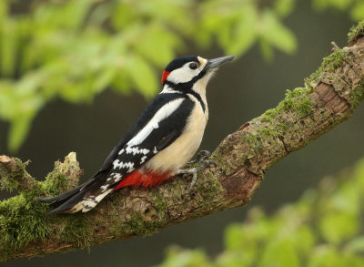 Great Spotted Woodpecker - Dendrocopos major (Grote Bonte Specht)