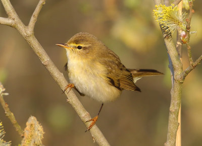 Willow Warbler - Phylloscopus trochilus (Fitis)