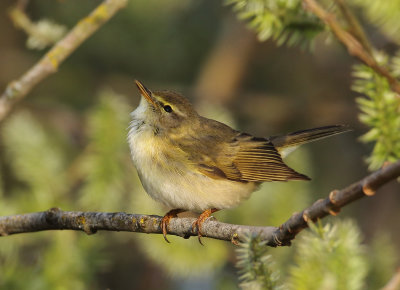 Willow Warbler - Phylloscopus trochilus (Fitis)