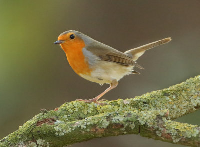 European Robin - Erithacus rubecula (Roodborst)