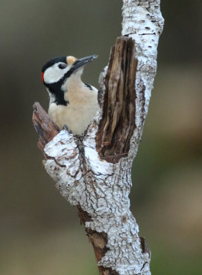 Great Spotted Woodpecker - Dendrocopos major (Grote Bonte Specht)