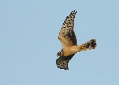 Raptors - (Roofvogels)