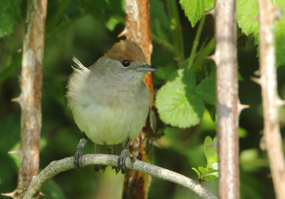 Eurasian Blackcap - Sylvia atricapilla (Zwartkop)