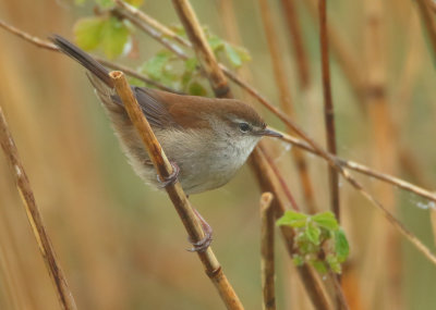 Cetti's Warbler - Cettia cetti (Cetti's Zanger)