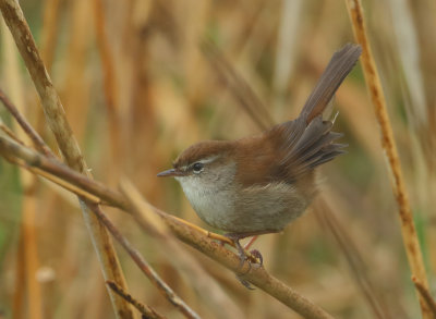 Cetti's Warbler - Cettia cetti (Cetti's Zanger)