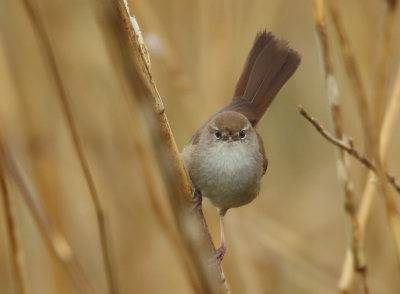 Cetti's Warbler - Cettia cetti (Cetti's Zanger)