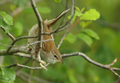 Cetti's Warbler - Cettia cetti (Cetti's Zanger)