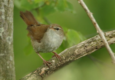 Cetti's Warbler - Cettia cetti (Cetti's Zanger)