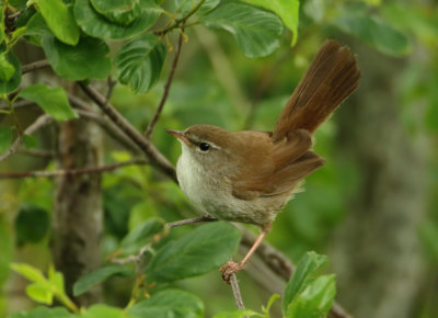 Cetti's Warbler - Cettia cetti (Cetti's Zanger)