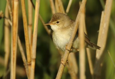 Marsh Warbler - Acrocephalus palustris (Bosrietzanger)