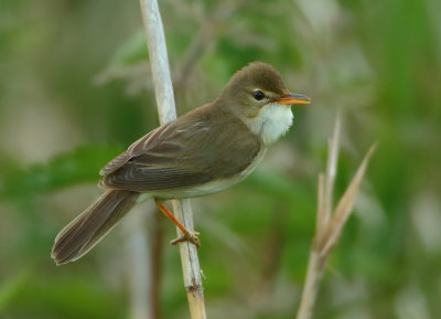 Marsh Warbler - Acrocephalus palustris (Bosrietzanger)