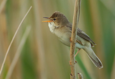 Marsh Warbler - Acrocephalus palustris (Bosrietzanger)