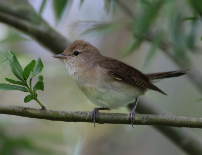 MAP: Garden Warbler - Sylvia borin (Tuinfluiter)