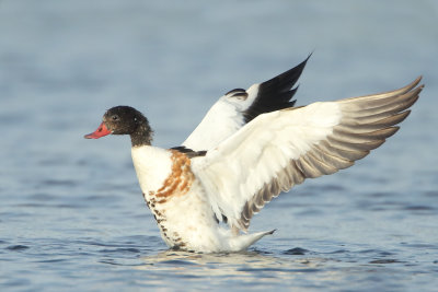 Common Shelduck - Tadorna tadorna (Bergeend)