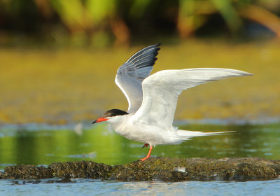 Common Tern - Sterna hirundo (Visdief)