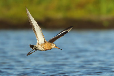 Black-tailed Godwit - Limosa limosa (Grutto)