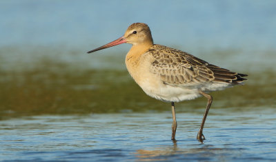 Black-tailed Godwit - Limosa limosa (Grutto)