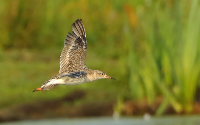 Ruff - Philomachus pugnax (Kemphaan)