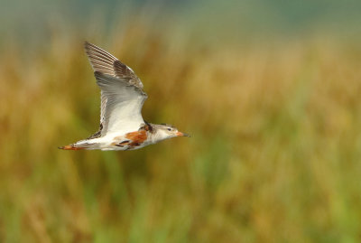 Ruff - Philomachus pugnax (Kemphaan)