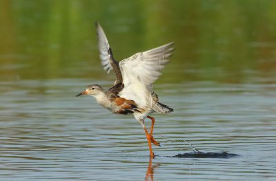 Ruff - Philomachus pugnax (Kemphaan)