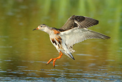 Ruff - Philomachus pugnax (Kemphaan)