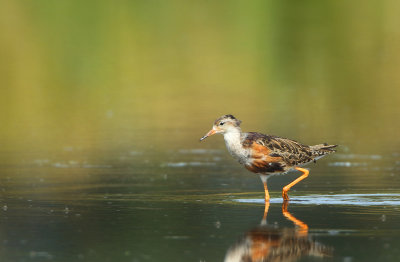 Ruff - Philomachus pugnax (Kemphaan)