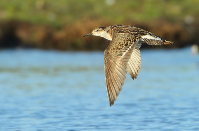 Ruff - Philomachus pugnax (Kemphaan)