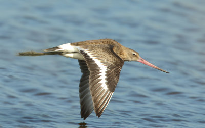 Black-tailed Godwit - Limosa limosa (Grutto)