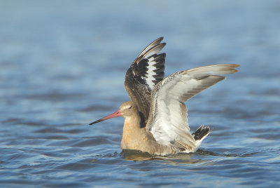 MAP: Black-tailed Godwit - Limosa limosa (Grutto)
