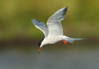 Common Tern - Sterna hirundo (Visdief)