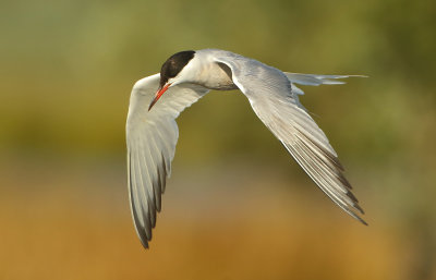 Common Tern - Sterna hirundo (Visdief)