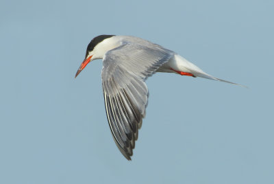 Common Tern - Sterna hirundo (Visdief)