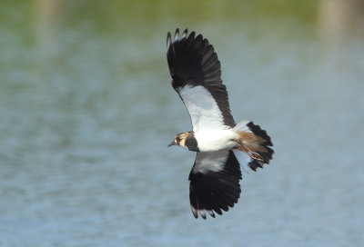 Northern Lapwing - Vanellus vanellus (Kievit)