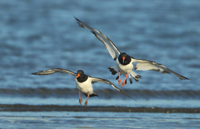 Oystercatchers - Haematopodidae (Scholeksters)