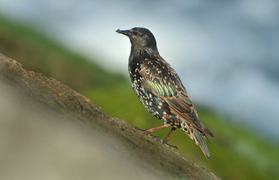 Common Starling - Sturnus vulgaris (Spreeuw)
