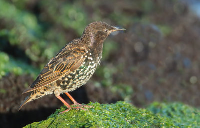 Common Starling - Sturnus vulgaris (Spreeuw)