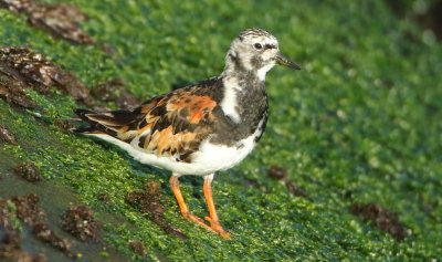 Ruddy Turnstone - Arenaria interpres (Steenloper)