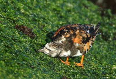 Ruddy Turnstone - Arenaria interpres (Steenloper)