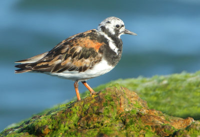 Ruddy Turnstone - Arenaria interpres (Steenloper)