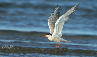 Common Tern - Sterna hirundo (Visdief)