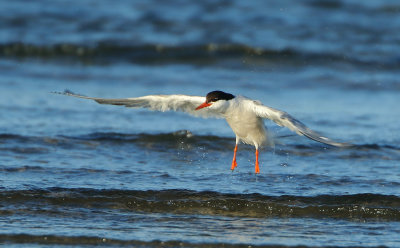 Common Tern - Sterna hirundo (Visdief)