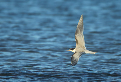 Common Tern - Sterna hirundo (Visdief)