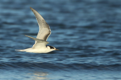 Common Tern - Sterna hirundo (Visdief)